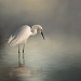 Egret Impression - Jerry Deutsch