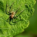 'Itsy Bitsy Spider' by Howard Brauer - Beginner Photo of the Year